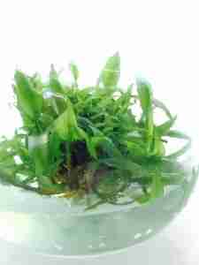 Cryptocoryne undulata in vitro