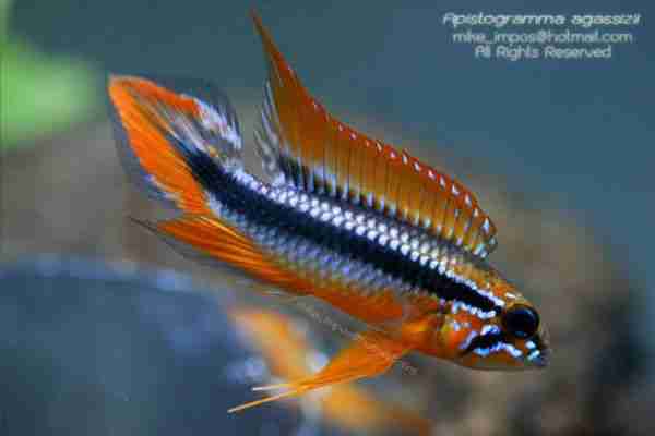 apisto agassizi 