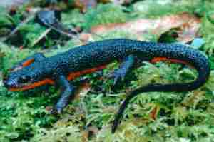 rrough skinned newt