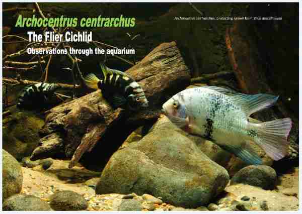 archocentrus