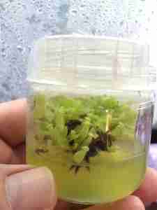 Vessel of Nepenthes in Home Plant Tissue Culture