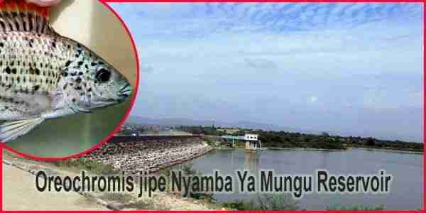 Nyamba-Ya-Mungu-header-image