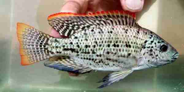 Oreochromis Jipe male