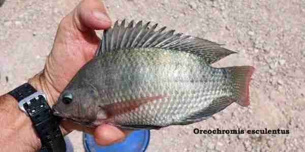 Oreochromis esculentus introduced from Lake Victoria what his Type locality is.