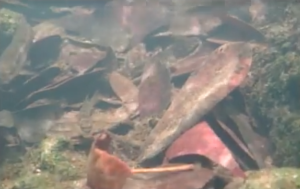 Majamazi river biotope where these cichlids can be found.