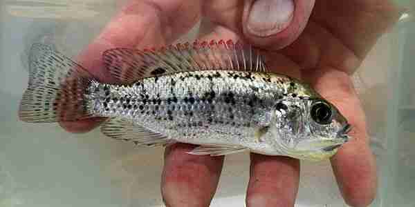 oreochromis jibe female