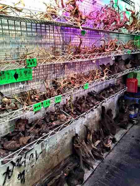 Hong Kong Fish Store Driftwood