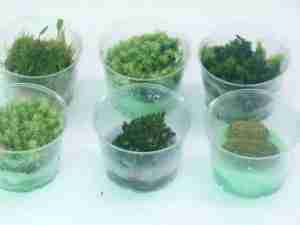 Moss cultures