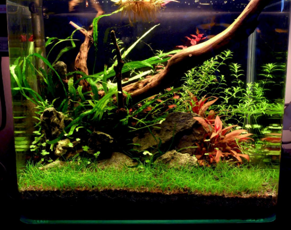 Micro Planted Tank - Biotope One