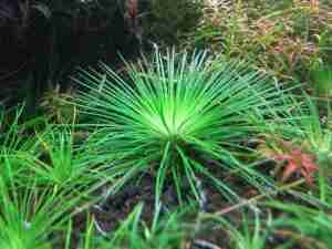 Eriocaulon polaris