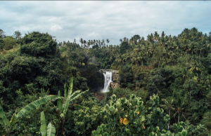 Plants provide much needed habitat