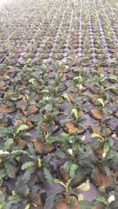 bucephalandra cultivation