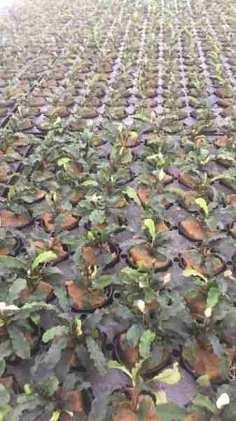 bucephalandra cultivation