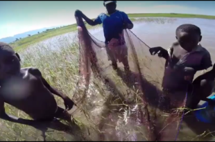 Hans van Heusden netting fish in Lake Rukwa, Tanzania.