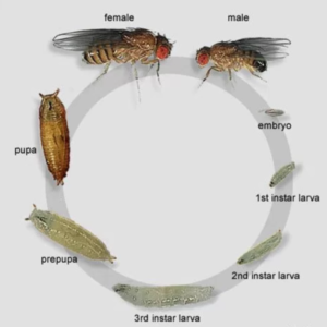 Fruit Flies, Culture