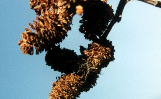 Alder cones