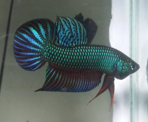 Wild type best sale betta fish