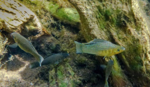 Underwater photo of biotope on a fish collecting trip.