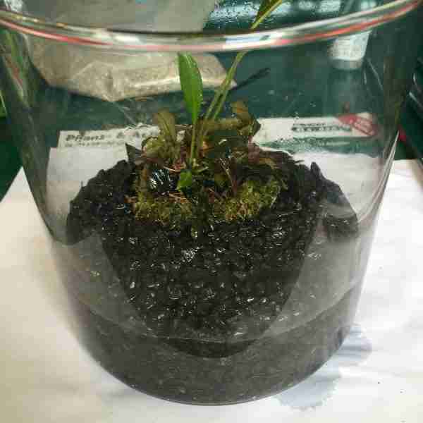 Wabi sabi for the planted aquarium is easy to make.