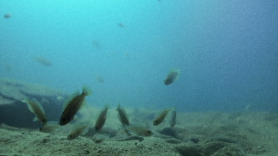 Lamprologus multifasciatus biotope aquarium - Walter Vazquez