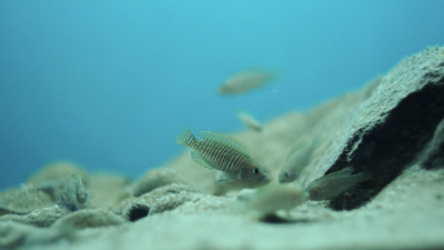 Lamprologus multifasciatus - Walter Vazquez