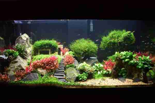 Micro Planted Tank - Biotope One