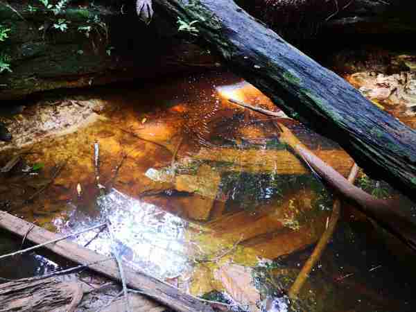 Exploring Betta Macrostoma Habitat in Brunei Darussalam - Biotope One