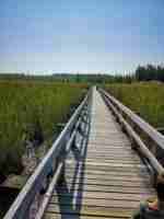 Mer Bleue Conservation Area Sphagnum Peat Bog