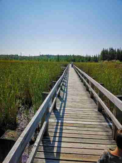 Mer Bleue Conservation Area Sphagnum Peat Bog