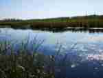 Mer Bleue Conservation Area Sphagnum Peat Bog