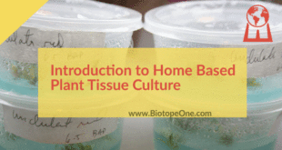 Home Tissue Culture Can be Fun and Productive for Anyone.