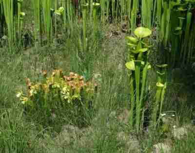 sarracenia_minor-KarenRawlinsUGA