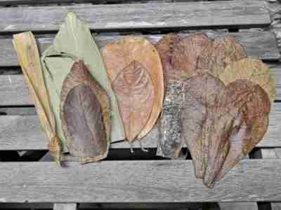 Ketapang Botanicals Leaf Litter