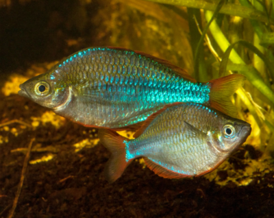 West Papua Neon Rainbow Biotope Aquarium - Biotope One