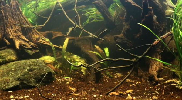 Biotope Aquarium Neon Rainbow West Papua