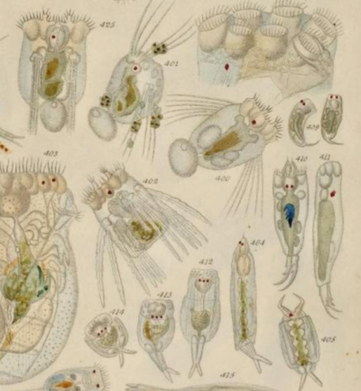 Feeding Infusoria to Your Egglayer Fish Fry