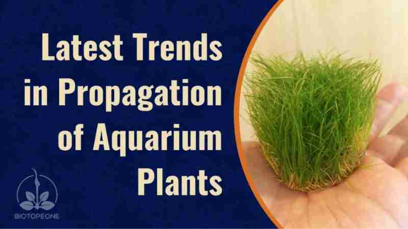 Latest Trends in Propagation of Aquarium Plants