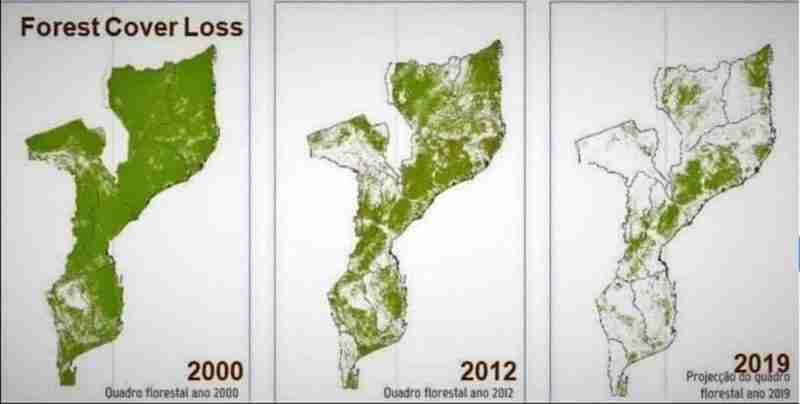 The whole world is suffering from deforestation.