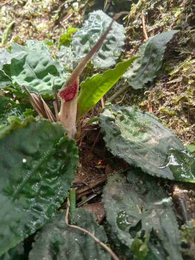 Cryptocoryne Esquironii "red spathe Zamboanga del Norte" from the Phillipines - Levi Paggao and Edilberto Ponteras